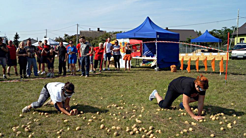 Zbieranie ziemniaków - jedna z konkurencji w Turnieju Sołtysów Gminy Zbuczyn. Fot. Arch. GOK