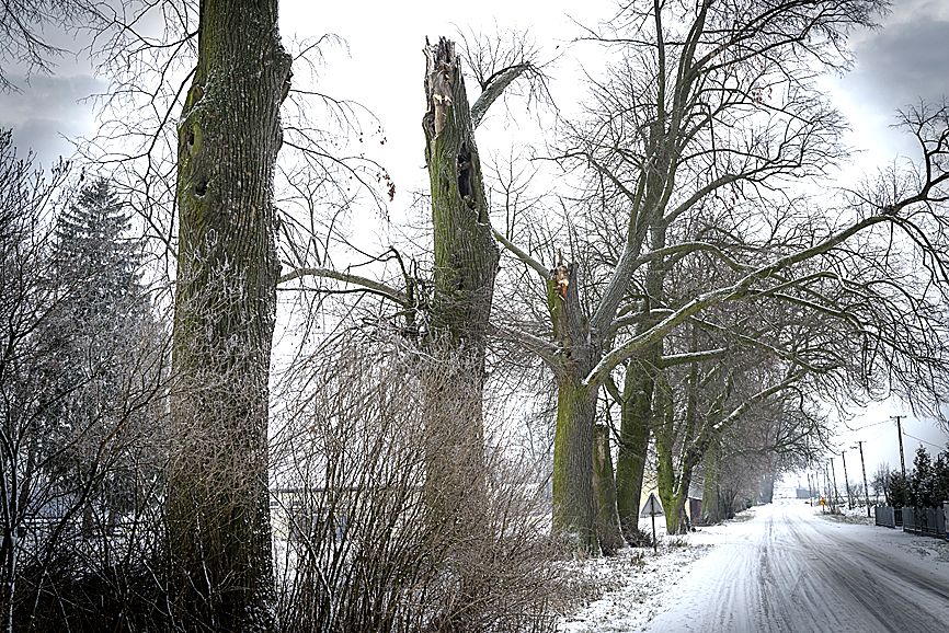 W cieniu tych drzew zbierali sie powstancy styczniowi, by ruszyc w bój.fot. Janusz mazurek