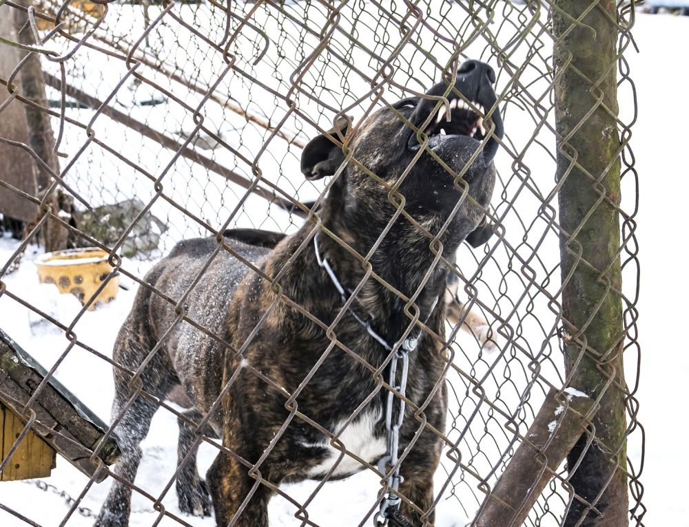 Agresywny pies sieje postrach wśród mieszkańców Igań