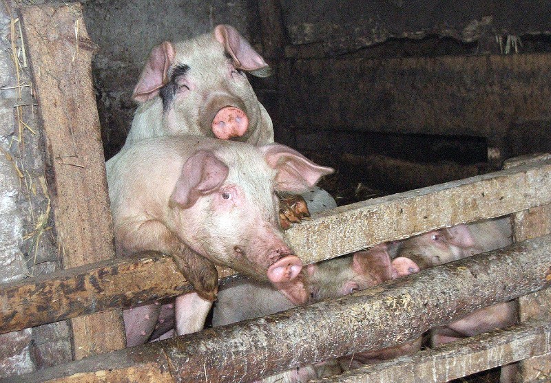Świnie hodowane na własny użytek też znajdują się pod ścisłą kontrolą inspektorów weterynarii. Fot. PGL
