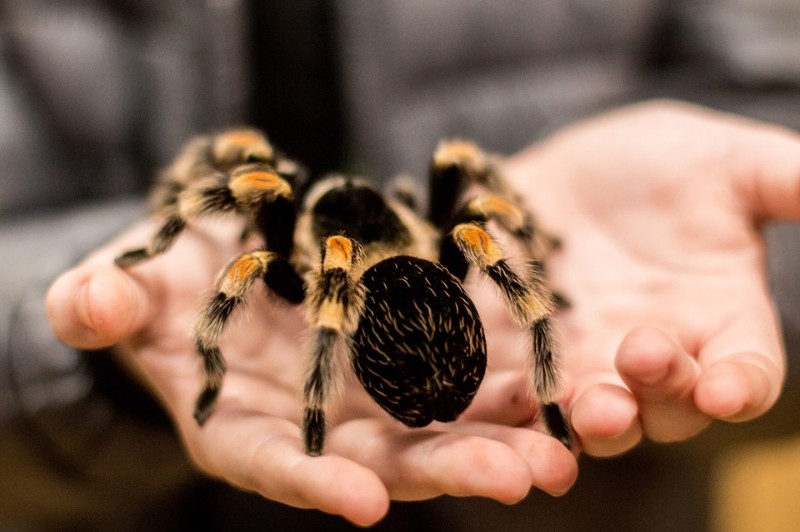 Wystawa „Fascynujący świat pająków i skorpionów” w Garwolinie