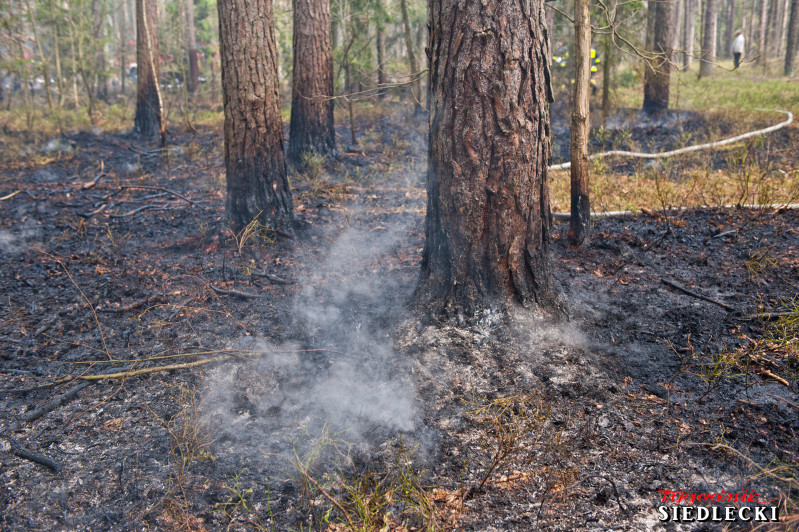 Pożar lasu - zdjęcie symboliczne. fot. Aga Król