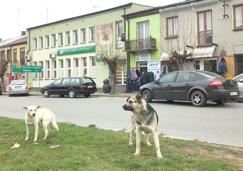 Bezpańskie psy to w Kosowie częsty widok Fot. BS