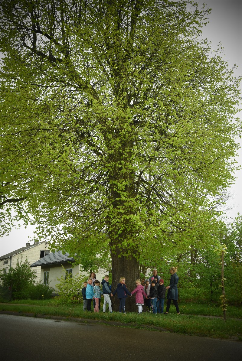 Lipa z Wiśniewa kandyduje do tytułu Drzewa Roku 2021.