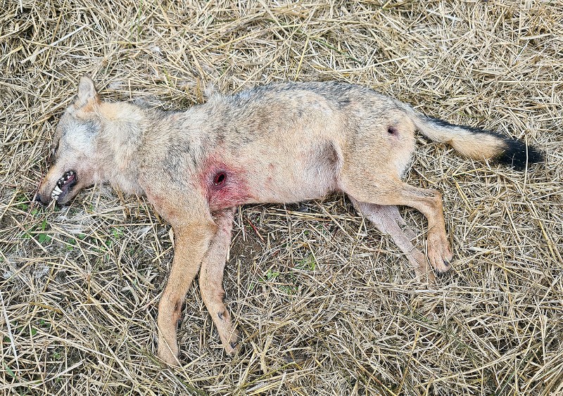 Zastrzelony wilk znaleziony na polu pod lasem w okolicach wsi Jeleniec fot. Piotr Szewczyk