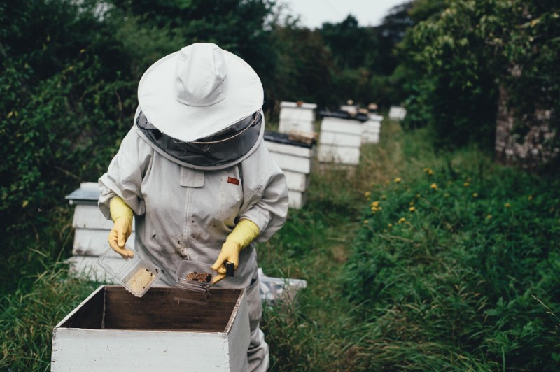 W ramach zajęć prowadzony będzie kurs pszczelarstwa Obraz Pexels z Pixabay 