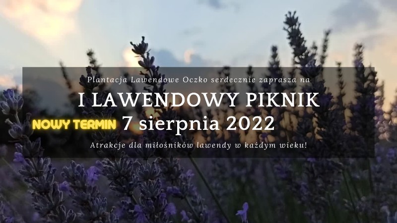 I Lawendowy Piknik odbędzie się 7 sierpnia. 