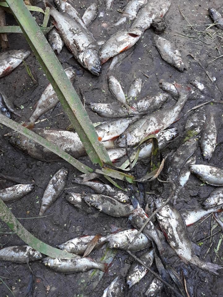 Śnięte ryby w Muchawce fot. ZBJ