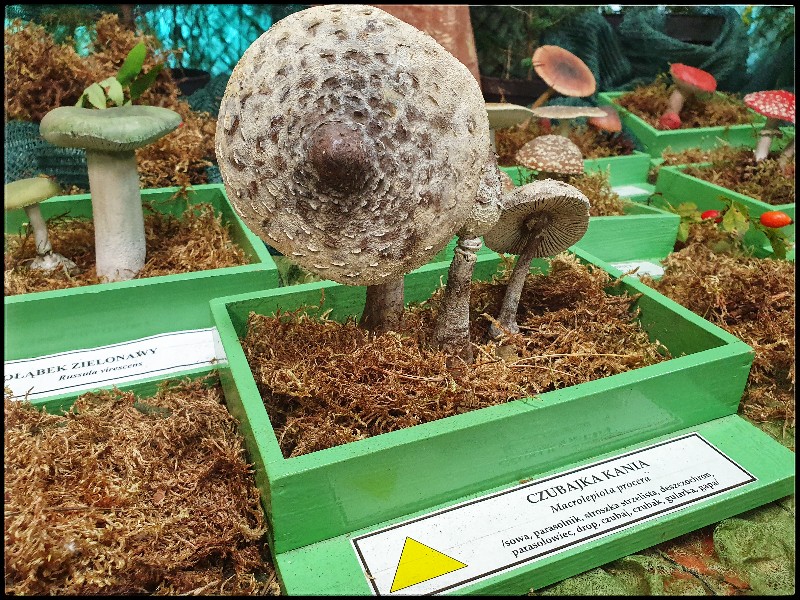 Wystawa grzybów w siedleckim sanepidzie - fot. Aga Król
