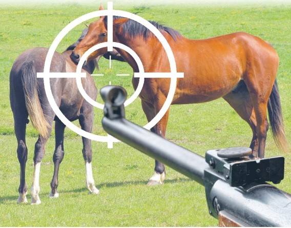 Czy myśliwi  zastrzelili konie? zdjęcie poglądowe PxHere