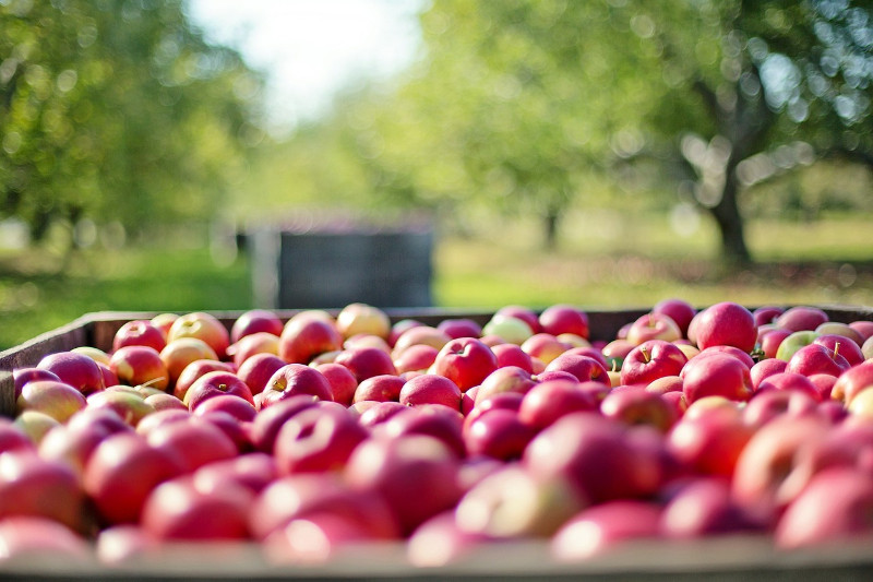 Czy sady pójdą pod topór? Fot. Pixabay
