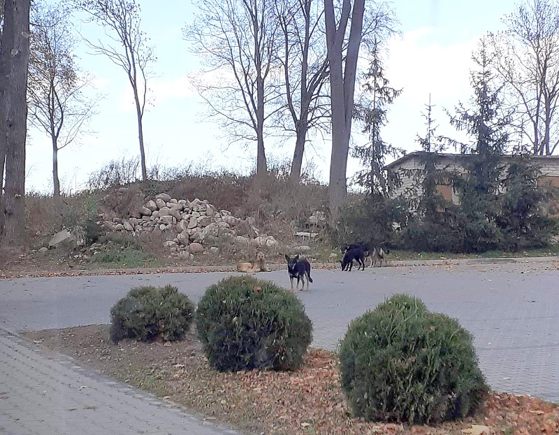 Biegające po Niemojkach psy atakują pieszych i rowerzystów. Fot. MC