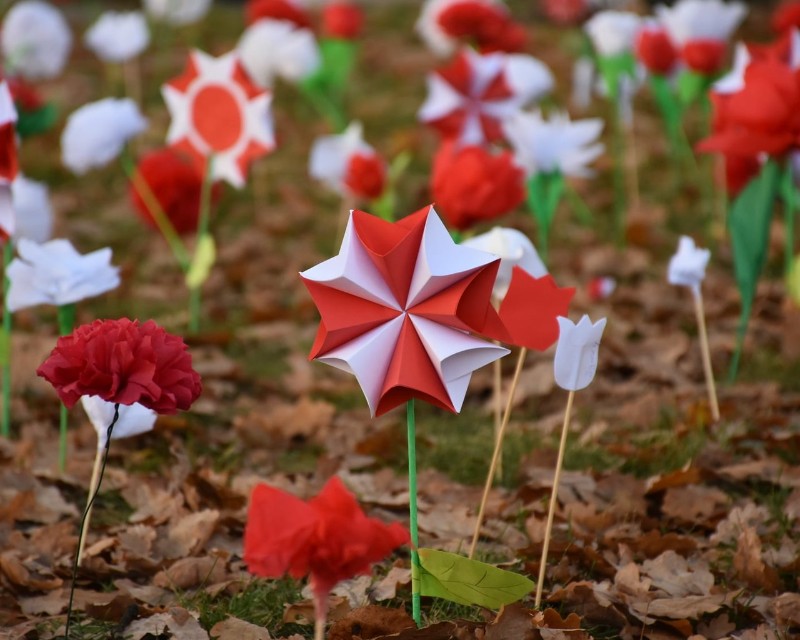 W 2021 roku patriotyczny ogród tworzyło 600 kwiatków! Fot. Jarosław Kurzawa 