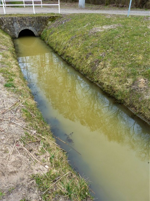 Zielonkawa woda wpływa do zalewu w Siedlcach 