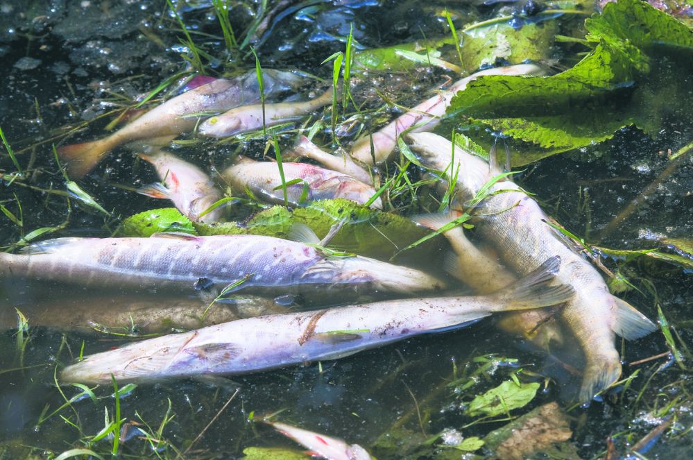 Co jest przyczyną masowego śnięcia ryb w siedleckim zalewie? (fot. J. Mazurek)