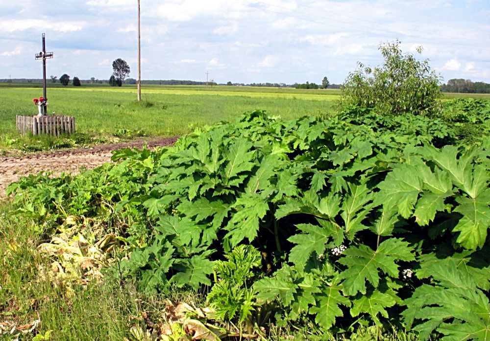 Barszcz Sosnowskiego to roślina, która bardzo silnie się rozrasta niemal w każdych warunkach glebowych. Fot. PGL