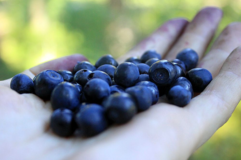Borówki czernice, popularnie zwane czarnymi jagodami, to jeden z przysmaków, który można znaleźć w podłukowkich lasach koło Gręzówki. Fot. Mary Troublemeker, pixabay.com