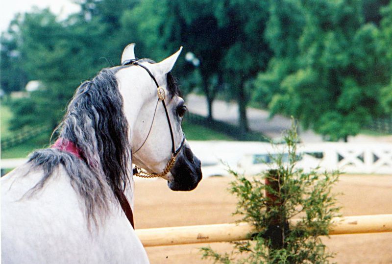 Konie to jedne z najpiękniejszych zwierząt... Fot. sxc.hu