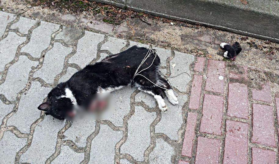 Kot zamordowany na ul. Topolowej w Siedlcach. Fot. Z fejsbukowego profilu Olgi Kwaśniewskiej