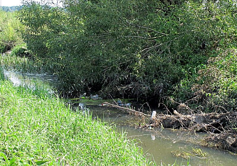 Zatory z gałęzi na Krznie i osadzone na nich śmieci spowalniają nurt rzeki. Fot. PGL