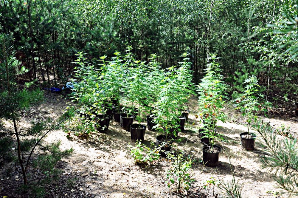 Nielegalna plantacja na leśnej polanie. Fot. KPP w Sokołowie Podlaskim