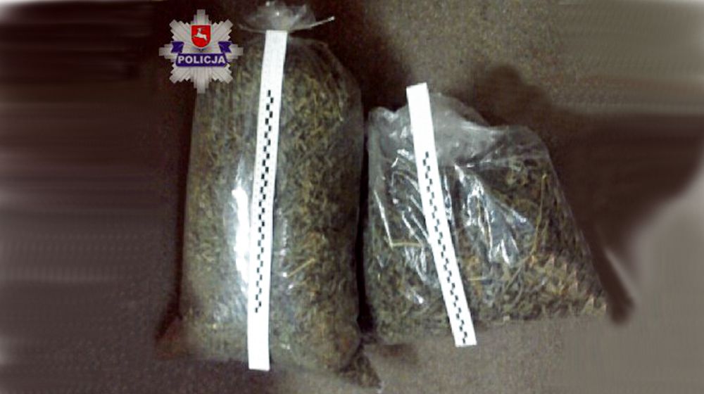 Marihuana znaleziona przez policjantów w jednej z miejscowości gminy Stanin w powiecie łukowskim. Fot. Arch. KPP w Łukowie