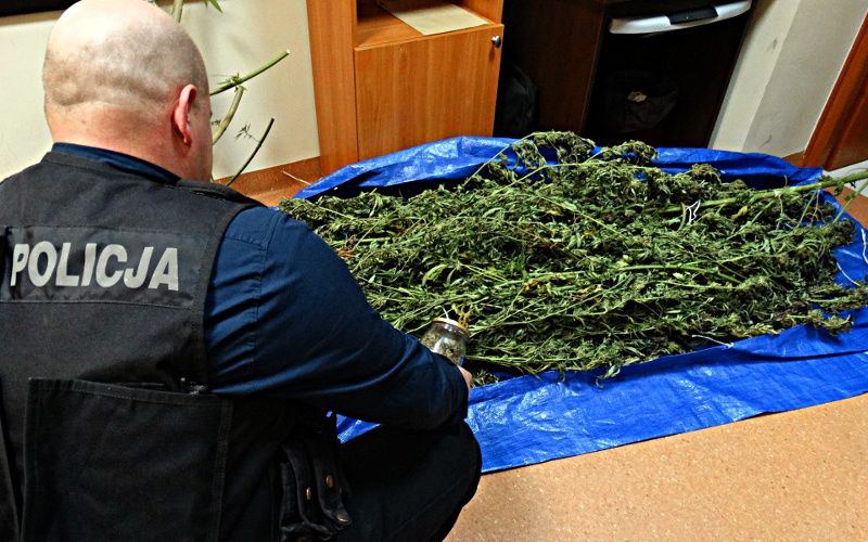 Funkcjonariusz węgrowskiej policji z marihuaną znaleziona u jednego z mieszkańców Liwu. Fot  Arch. KPP w Węgrowie