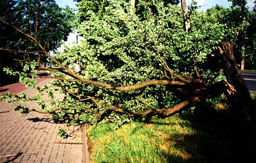 Połamane drzewa na ul. Warszawskiej zagrażają pieszym i korzystającym ze ścieżek rowerowych. Fot. Czytelnik