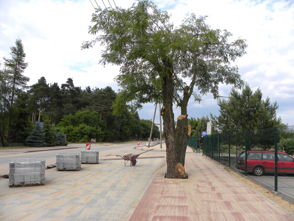 W nowym chodniku rosną stare drzewa…(fot. sej)