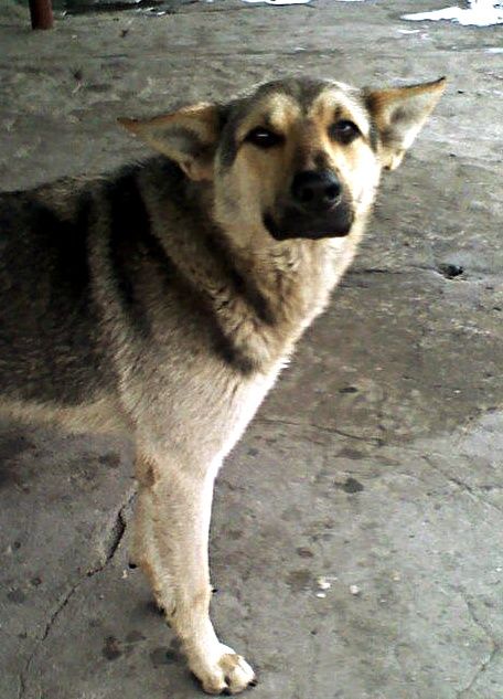 Bezdomny pies z dworca PKS w Kocku