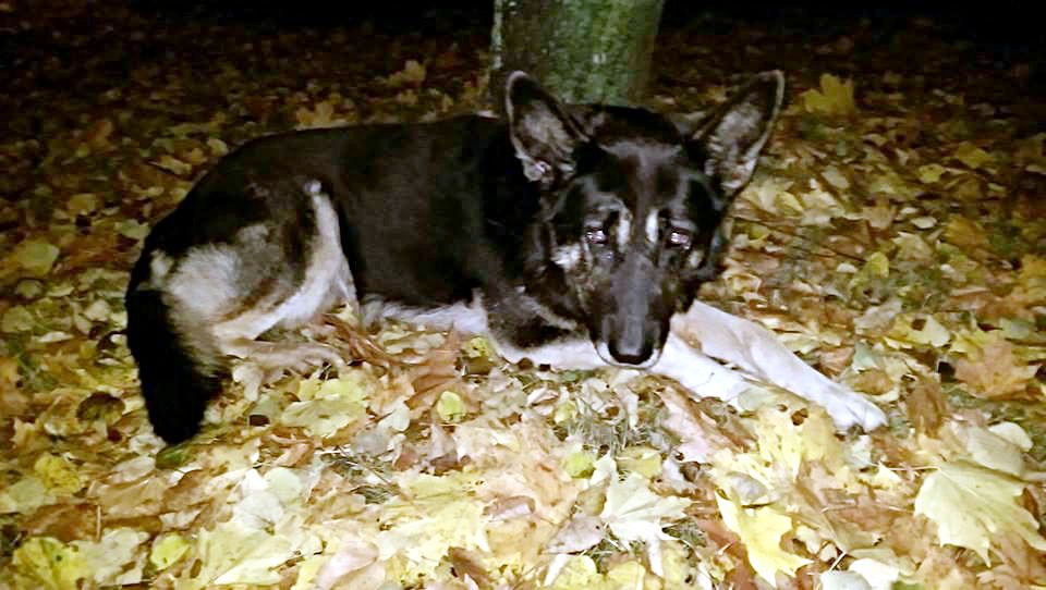 Gustaw spał w parku w Jabłonnie na stercie liści... Fot. Beata N.