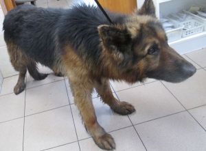 Pies znaleziony na ulicy Domanieckiej