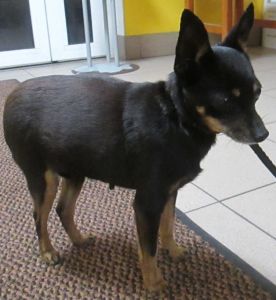 Pies znaleziony na ulicy Wojskowej