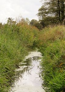 Kanał „maciejowicki” zarastają trzciny, Wodę dodatkowo tamuje roślinność rosnąca pod powierzchnią. Fot. PGL