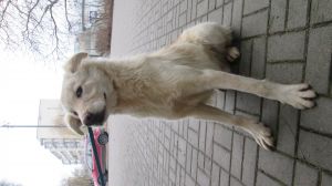 Pies z ul. Ujrzanowskiej